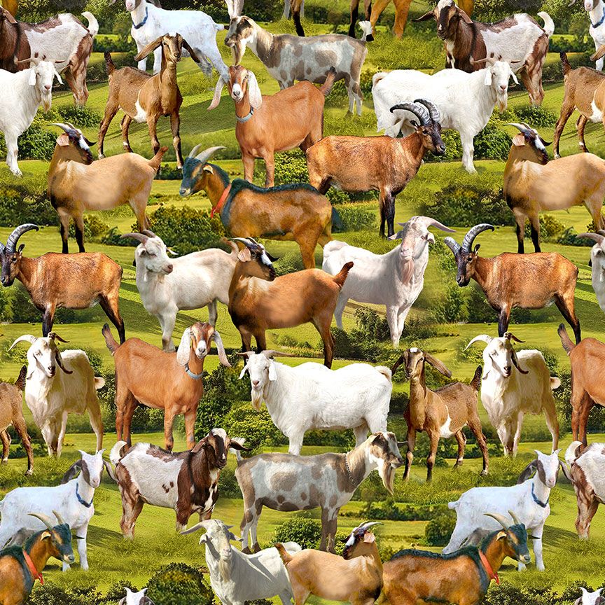 LAST PIECE GOATS IN MEADOW 18" x 44" cotton fabric TIMELESS TREASURES!