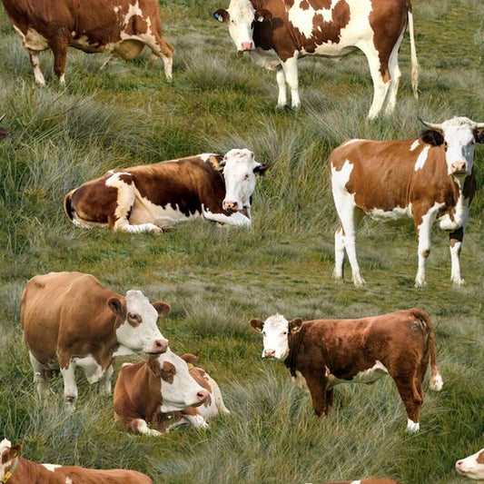 BROWN AND WHITE COWS IN GRASS cotton fabric by the half yard KENNARD & KENNARD!
